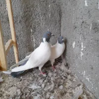 کبوتر کله دمبی طوطی عروس ماده