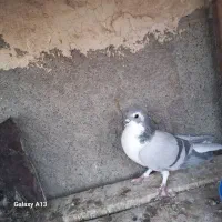 کبوتر بدرنگ پاک|پرنده|مبارکه, |دیوار