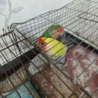 طوطی برزیلی