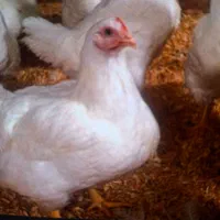 کود مرغ سالنی گوشتی