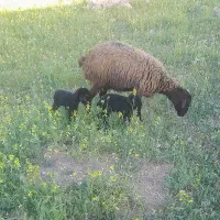 بره شیری ماده