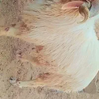 قوچ|حیوانات مزرعه|امیدیه, |دیوار