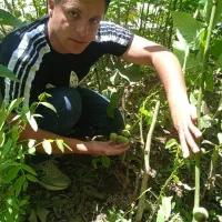 جشنواره فروش نهال برتر