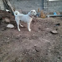 سگ جوان|حیوانات مزرعه|اسکو, |دیوار