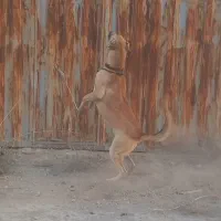 سگ سرابی پژدر سراب آلابای افغان|سگ|رباط‌کریم, نصیرشهر|دیوار