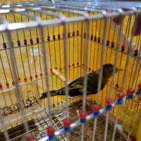 فروش سهره قناری|پرنده|اصفهان, قائمیه|دیوار