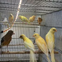 جوجه قناری  ۴ ماه خونگی و خوشکل