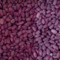 با سلام خدمت دوستان  حدود دو تن لوبیا قرمز  یاقوتی