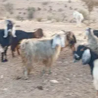 ۱۳عدد دوبر دقولو زا ...توافقی|حیوانات مزرعه|سیدان, |دیوار