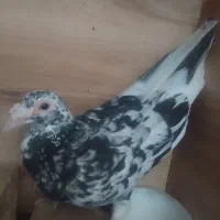 کفتر هفت رنگ.