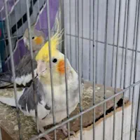 عروس هلندی یک جفت|پرنده|تهران, طیب|دیوار