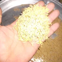 تخم جو درجه یک