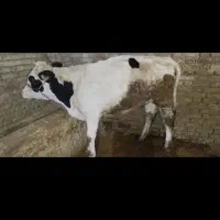 شنگول زیر بر (گوساله ماده )|حیوانات مزرعه|فارسان, |دیوار