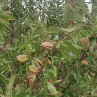 بادام تازه دو پوست آجیلی پر مغز