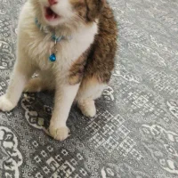 گربه فحل ماده دی اس اچ|گربه|ری, شهادت|دیوار