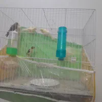 ۷ تا جوجه قناری ۴ ماهه ریز خون رسمی بلند