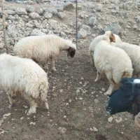گوسفند لری آبستن شک و دو و سه بره|حیوانات مزرعه|پلدختر, |دیوار