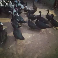 اردک اسرائیلی محلی