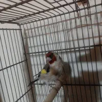 سهره نقاب قفل چهار گل