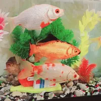 آکواریوم و ماهی قرمز