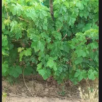 خانه باغ|فروش خانه و ویلا|اصفهان, باغ فدک|دیوار