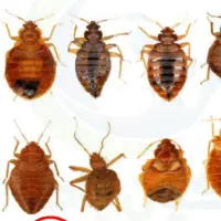 سمپاشی ساس سم پاشی سوسک گارنتی تضمین تهران حومه