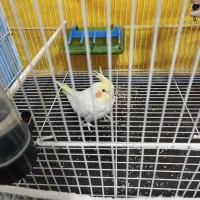 عروس هلندی لوتینو همراه با قفس و تمام وسایلش