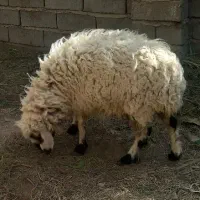 میش فروشی|حیوانات مزرعه|بم, |دیوار