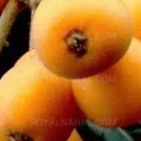 فروش درخت پالم واشنگتن و درخت ازگیل ژاپنی