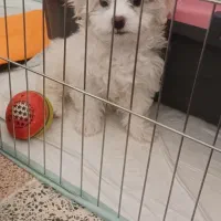 فروش سگ|سگ|خاش, |دیوار