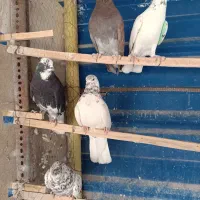 کبوتر