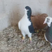 سه تا پرنده تک خال|پرنده|دشتابی, |دیوار