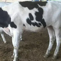 گوساله نر صنعتی