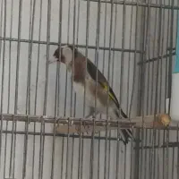 سهره رسمی تیزه سفید ابلغ سینه طلایی، جفتی قناری