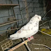 کبوتر|پرنده|مهاباد (آذربایجان غربی), |دیوار