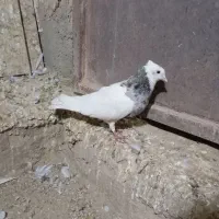 طوقی|پرنده|شراء, |دیوار