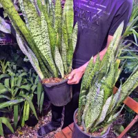 سانسوریا سبز شمشیری در اهواز پاداد|گل و گیاه طبیعی|اهواز, پادادشهر|دیوار