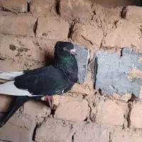 کبوتر|پرنده|سیدآباد, |دیوار