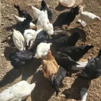 مرغ تخمگذار