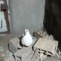 یک ساده کلاغ دم زرد نره