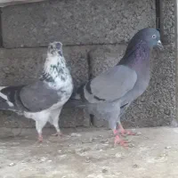 کبوتر پرشی و تزیینی|پرنده|چمستان, |دیوار
