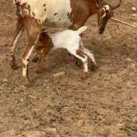 عربی بز|حیوانات مزرعه|کنگاور, |دیوار