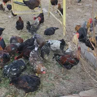 فروش خروس رسمی سلامت بهشرط|حیوانات مزرعه|پاکدشت, پاکدشت (مامازند)|دیوار