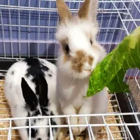 خرگوش بامزه