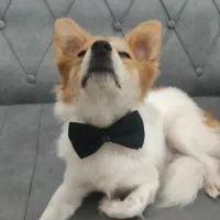 اشپیتز پامر|سگ|بندرعباس, |دیوار