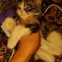 گربه خانگی نژاد دار