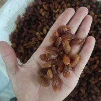 کشمش اعلا بایهترین کیفیت|عمدهفروشی|کاشمر, |دیوار