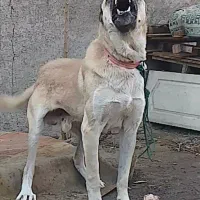 سگ سرابی شش دانگ اصیل. بشرط نگهبانی