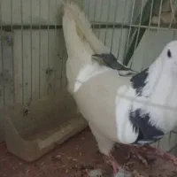 کبوتر|پرنده|شاهین‌شهر, شهرک ردانی پور|دیوار