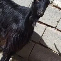 بزترکی|حیوانات مزرعه|مرودشت, رامجرد یک|دیوار